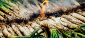 Imagen Calçotada en Casbas de Huesca